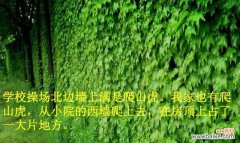 打造美丽的绿色装饰 爬山虎植物种植攻略