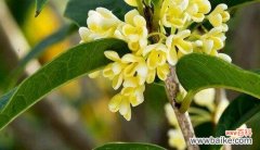 芳香四溢的四季美景，桂花带来无尽的祝福 四季桂花