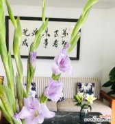 传承千年的文化符号，唐菖蒲的隐含之美 四大切花唐菖蒲的花语与寓意