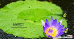 唤醒沉睡的花朵，诠释无言的情感 睡莲花语之美——探寻花朵背后的心灵密码