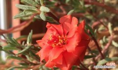 传递爱与勇气的独特语言 以太阳花花语的意义