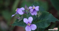 透过菜花语 以诸葛菜花语为主题的文章