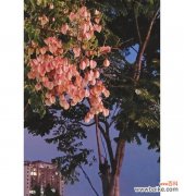 栾树的花语及其象征意义，让我们从花朵中感悟生活的力量 栾树花语