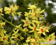 探索栾树的花语 栾树的花语——坚韧与希望