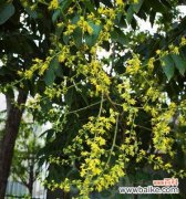 古老而庄严的象征 探寻栾树的寓意