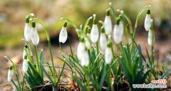 雪滴花传说及其神奇的象征意义 雪滴花传说