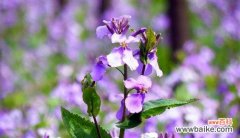 揭秘诸葛菜的神秘花语 诸葛菜的花语