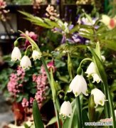 寒冬中的温暖与神秘 雪滴花的花语和传说