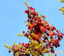 探寻栾树的象征内涵 栾树的寓意与象征意义