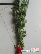 艾草祈福 端午节挂艾草的寓意与传统习俗