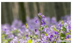 揭秘诸葛菜的神秘花语 诸葛菜的花语与寓意