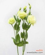 探寻桔梗花的秘密 桔梗花的花语和传说