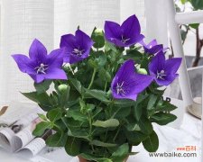 桔梗花——纯洁与坚韧的象征 桔梗花的象征意义及文化价值探析