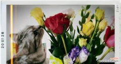 守护忠诚 桔梗花语