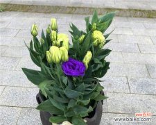 桔梗花语的意义和传承 桔梗花语——美丽与希望