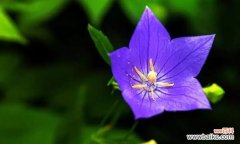 桔梗花的五种花语及文化内涵 桔梗花的花语及其意义