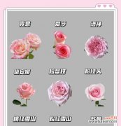 解读兰花气根的形成和功能，揭示其在兰花生长中的重要作用 探秘兰花气根的