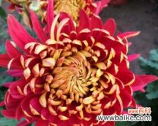 探索菊花背后的文化秘密 菊花的象征意义与寓意