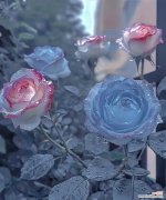 探寻植物中的生命与希望之美 生命与希望