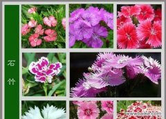 曼陀沙华的美丽和深远的含义 曼陀沙华的花语与寓意