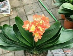 君子兰的坚毅与纯洁 以君子兰为象征的精神