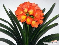 探寻君子兰开花所传达的深刻寓意 君子兰突然开花的象征意义