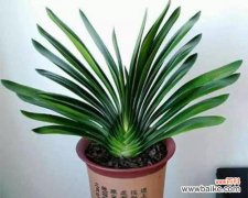 探寻君子兰开花的奥秘 君子兰的突然开花