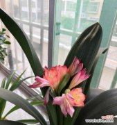 探寻君子兰开花的象征意义 君子兰开花的寓意与意义