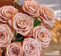 玫瑰花语与寓意揭示了卡布奇诺的独特之美 卡布奇诺玫瑰