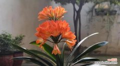 探寻君子兰的深层寓意与美丽花语 以君子兰引领高尚品质的花语与象征