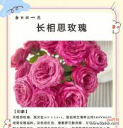 探寻梧桐背后隐藏的生肖密码 梧桐生肖之谜