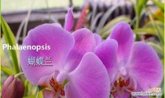 西瓜的特殊含义和象征意义解读 西瓜