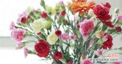 揭秘康乃馨的特点与象征寓意 康乃馨——美丽的花卉之灵