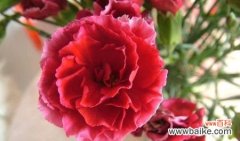 传递爱与感激之情 康乃馨的寓意与花语