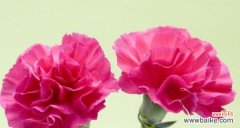 传递爱与感恩的鲜花 康乃馨花的寓意与象征