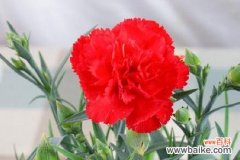 探寻康乃馨花语的意义与魅力 康乃馨花语之美