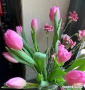 花语揭示人们心灵深处的失望与无奈 失望的花