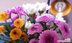 揭示花朵中蕴含的胜利信号 胜利的花