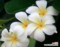 揭示伤心的花朵及其悲伤的内涵 伤心的花花语及象征意义