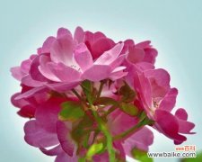 探索花语中的心动符号 心动之花