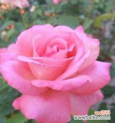 以花朵为媒介 友情的花