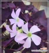 探索勇敢之美 勇敢的花花语