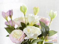 以不同颜色洋桔梗的花语展示自然的奇迹 缤纷花语