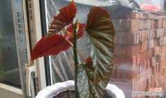 唤醒心中的美丽与希望 银星海棠，开启希望之花