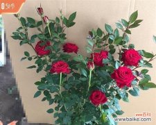 探寻玫瑰花的深层内涵 玫瑰花的意义与象征