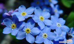 忘记他人的花语 以勿忘我的花语，让爱长久