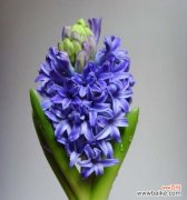 呼唤春天的清香与柔美 风信子的花语