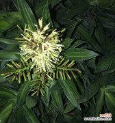 探寻富贵竹花开之谜及象征的深意 富贵竹开花的寓意与意义