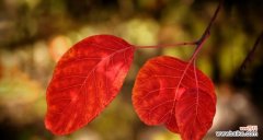 探索自然之美 黄栌象征的意义与寓意