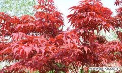 秋意浓的枫叶带给我们的美好寓意 枫叶的花语